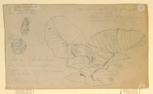 Zeichnung, Studie eines Mannes von Frederic Edwin Church