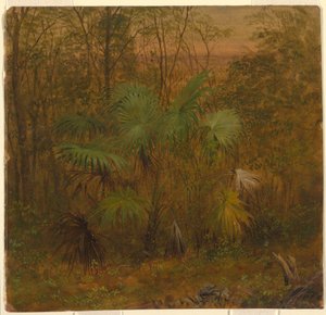 Thatch-Palme, Jamaika, Mai 1865 von Frederic Edwin Church