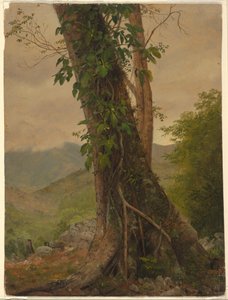 Baum mit Reben, Jamaika, Westindische Inseln, Mai 1865 von Frederic Edwin Church