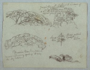 Fünf Studien von Baumwipfeln, Rio Magdalena, Kolumbien