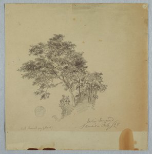 Indische Tamarindenbäume, Jamaika von Frederic Edwin Church