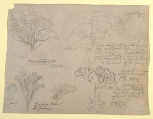 Serie botanischer Studien einschließlich eines Alligators und eines monströsen Baumes, gesehen vom Rio Magdalena, Kolumbien von Frederic Edwin Church