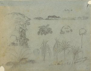 Studie mit Baumwipfeln, Bäumen, fünf Pflanzenentwürfen und einer fernen Insel von Frederic Edwin Church