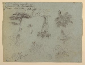 Baumstudien vom Rio Magdalena, Kolumbien von Frederic Edwin Church
