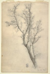Baum mit vielen Ästen