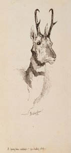 Ein Gabelbock