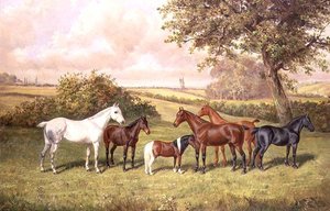 Eine Gruppe von Ponys