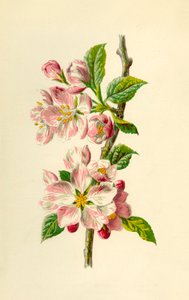 Apfel, 1877