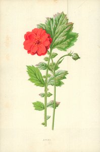 Nelkenwurz