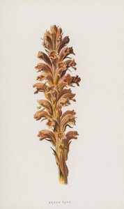 Sommerwurz