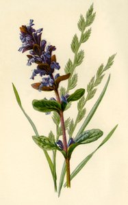 Horn und Hohe Schwingelgras, 1877