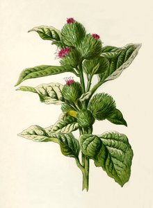 Klette, 1877