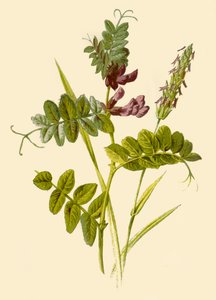 Buschwicke & Wohlriechendes Ruchgras