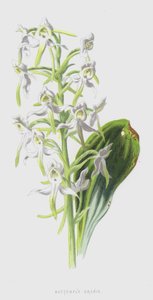 Schmetterlings-Knabenkraut von Frederick Edward Hulme