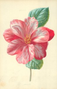 Kamelie von Frederick Edward Hulme