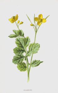 Scharbockskraut von Frederick Edward Hulme