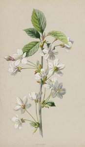 Kirsche von Frederick Edward Hulme