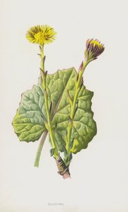Huflattich von Frederick Edward Hulme