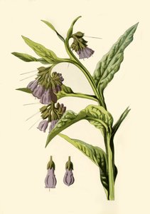 Beinwell von Frederick Edward Hulme