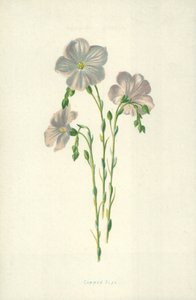 Gemeiner Flachs von Frederick Edward Hulme