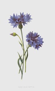 Kornblume von Frederick Edward Hulme