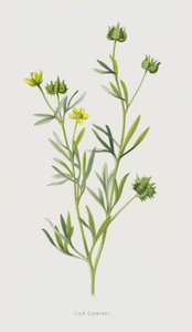 Hahnenfuß von Frederick Edward Hulme