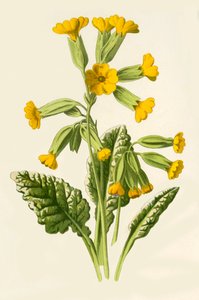 Schlüsselblume, 1877