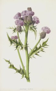 Kriechende Distel