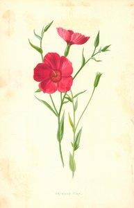Purpur-Lein