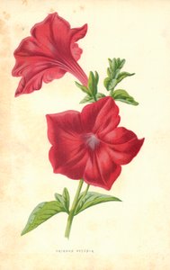 Purpurrote Petunie