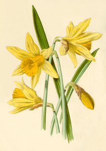 Narzisse, 1877