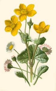 Gänseblümchen und Sumpfdotterblume