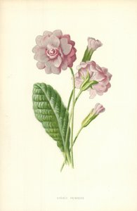 Doppelte Primel von Frederick Edward Hulme