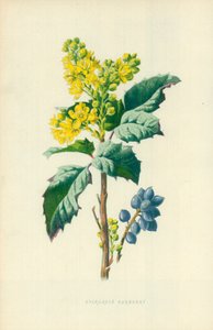 Immergrüne Berberitze von Frederick Edward Hulme