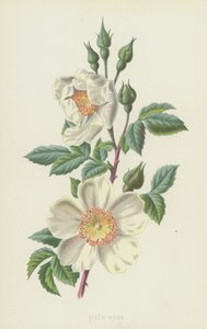 Feld-Rose
