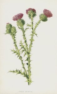 Acker-Kratzdistel