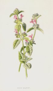 Kleinblütige Bergminze von Frederick Edward Hulme