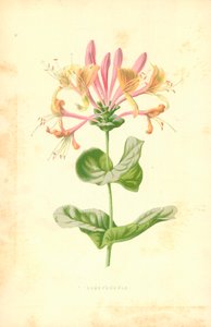 Geißblatt