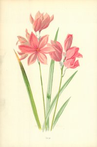 Ixia