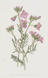 Wiesenschaumkraut