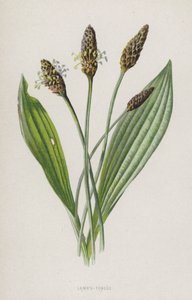 Lämmertunge von Frederick Edward Hulme