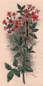 Buchstabe I, Initiale, Aquarellgravur, ca. 10x5 cm, von Frederick Edward Hulme aus 