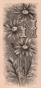 Buchstabe N, Initiale, Gravur, ca. 1880
