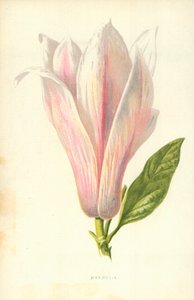 Magnolie von Frederick Edward Hulme