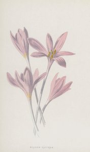 Herbstzeitlose von Frederick Edward Hulme