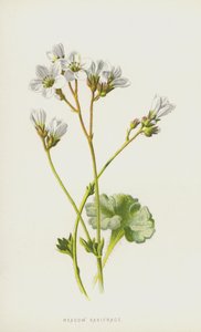 Wiesen-Steinbrech von Frederick Edward Hulme