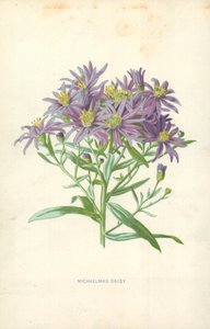 Herbstaster
