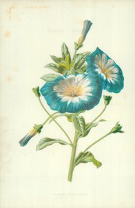 Kleine Winde