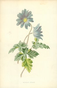 Berganemone