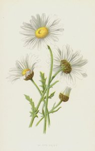 Margerite von Frederick Edward Hulme